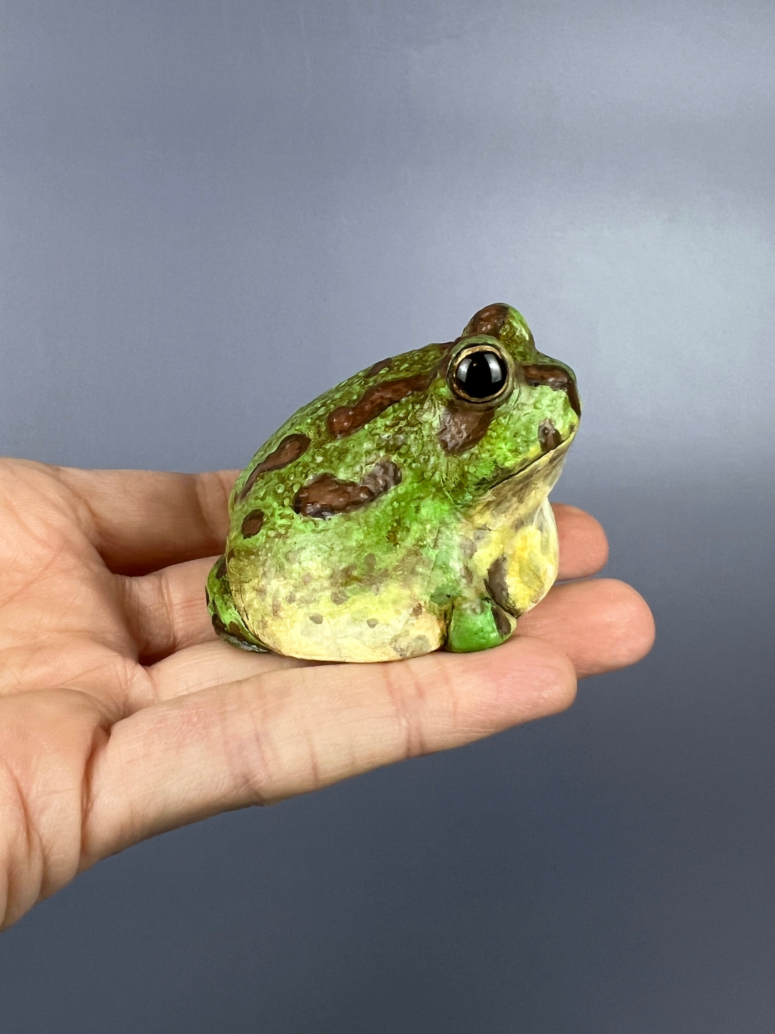 Chaco Horned Frogs – Bolde Studios