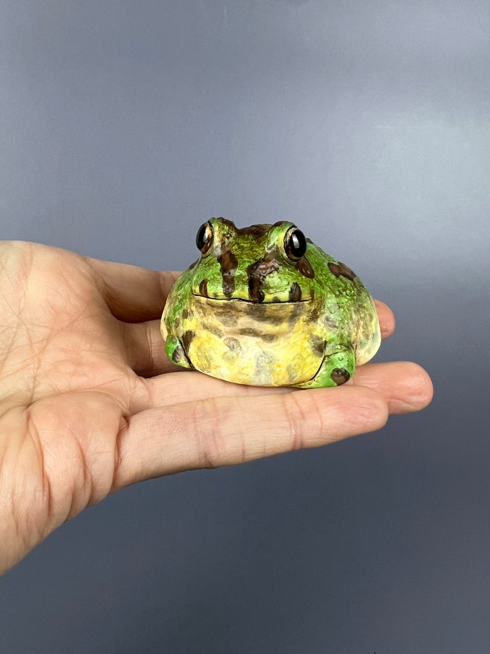 Chaco Horned Frogs – Bolde Studios Chaco Horned Frogs – Bolde Studios